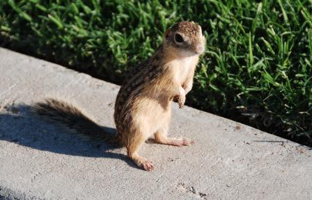 Ground Squirrel