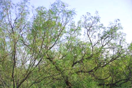 photo of mesquite